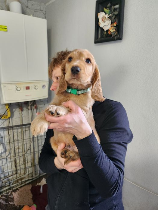 Ostatni śliczny szczeniak piesek Cocker Spaniel angielski