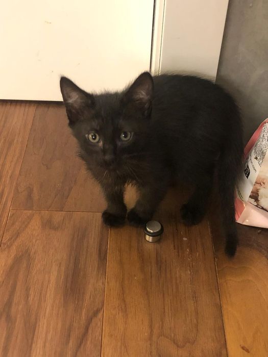 Gatinho preto 3meses muito meigo