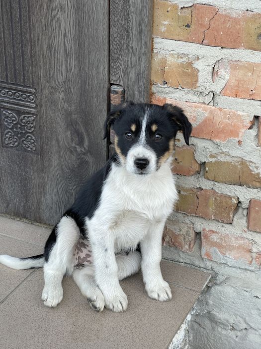 Песики дівчатка дворняжки