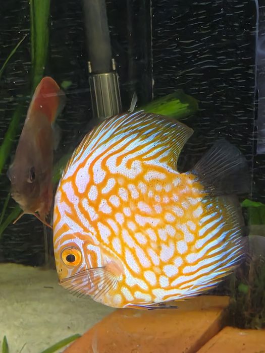 Discus Pigeon Gold