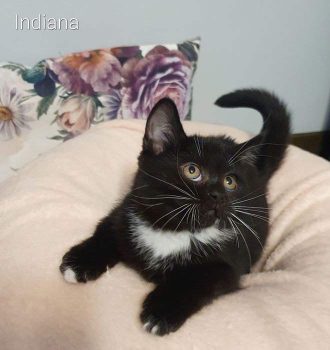 Kotka brytyjska BSH N 03