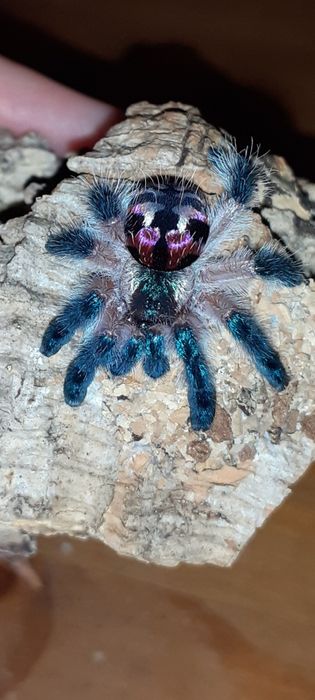 Typhochlaena seladonia L2