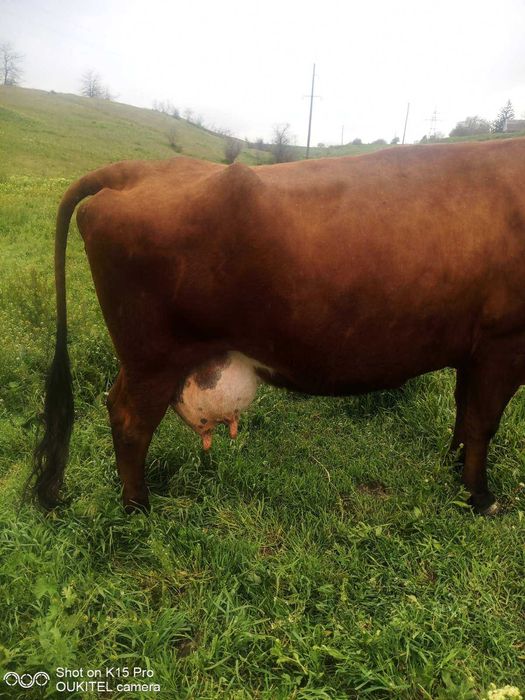 Продам молочну дійну корову