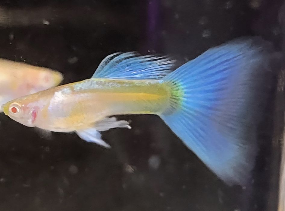 Gupik Albino Topaz Blue