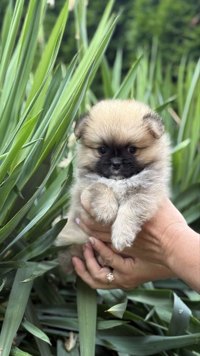 Міні малюк шпиць медвежа