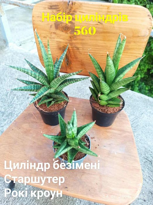 Сансевієрії циліндр, 12 сортів, інші