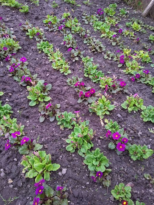 Примула садова первоцвіт