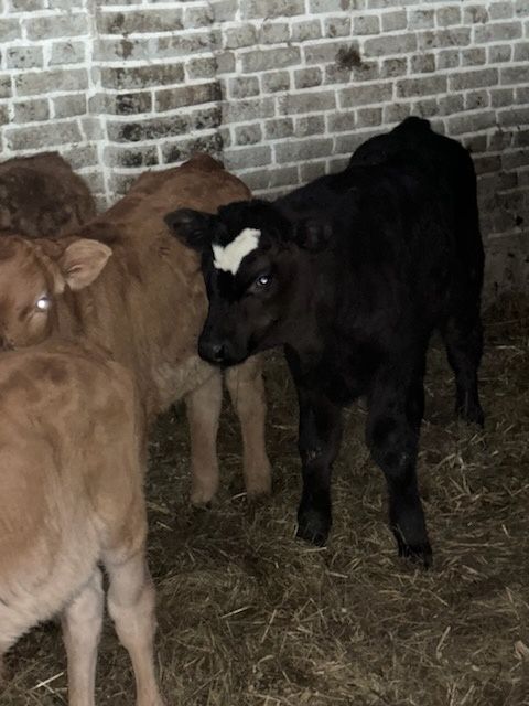 Byczki 3 sztuki I jalowka