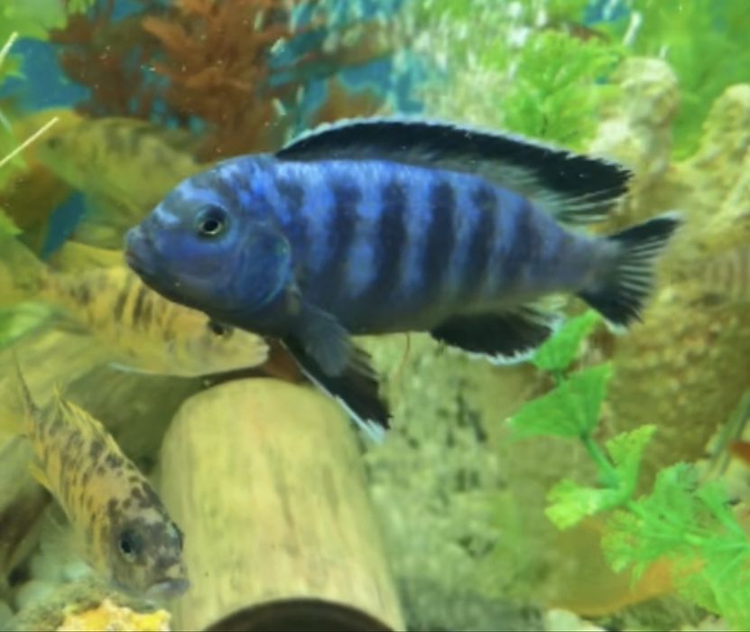 Пары псевдотрофеус ред корал самец и самка