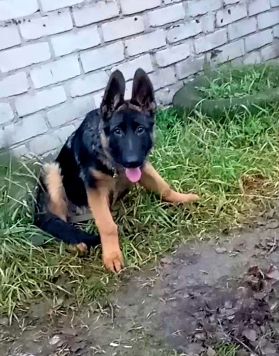 Яркая сука три месяца из питомника.