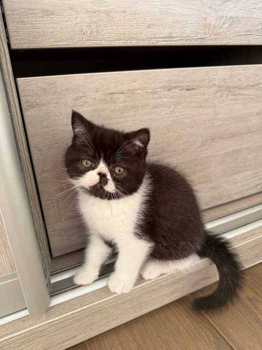 Кошеня Екзот Київ экзот