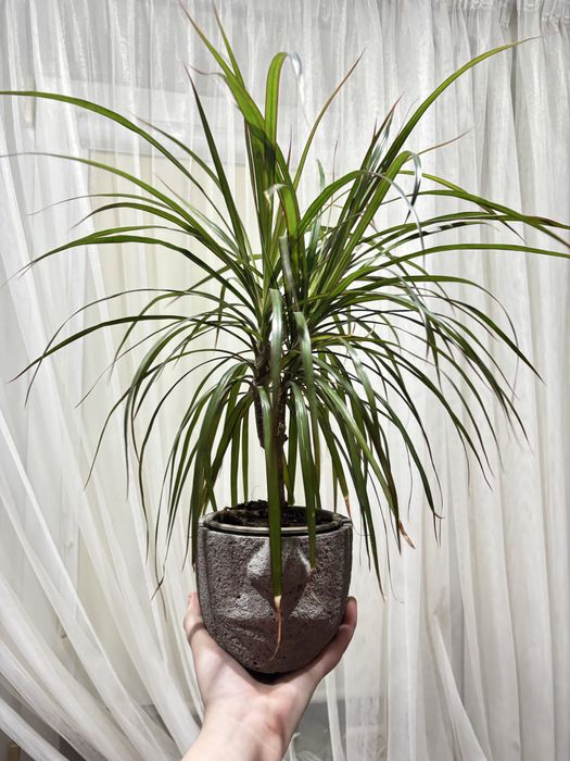 Dracena + doniczka
