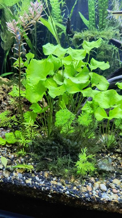 rośliny akwariowe zestaw