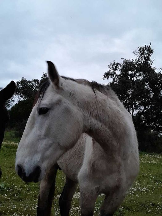 Poldro cruzado de 4 anos, filho de pai lusitano