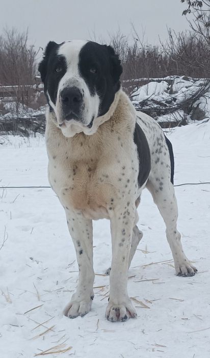 Продається кобель среднеазиатской овчарки