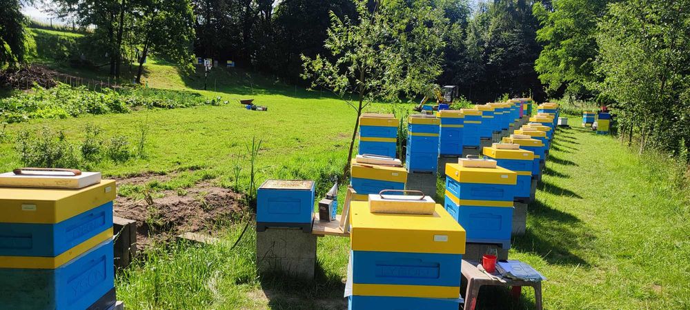 WCZESNE ODKŁADY Majowe ― Mocne PAKIETY Pszczół ― MŁODE MATKI na 2026!!