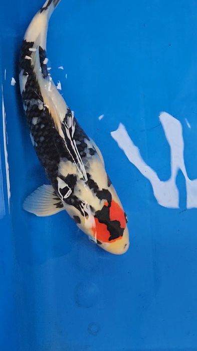 Carpa Koi - ISA - Tancho showa VHQ