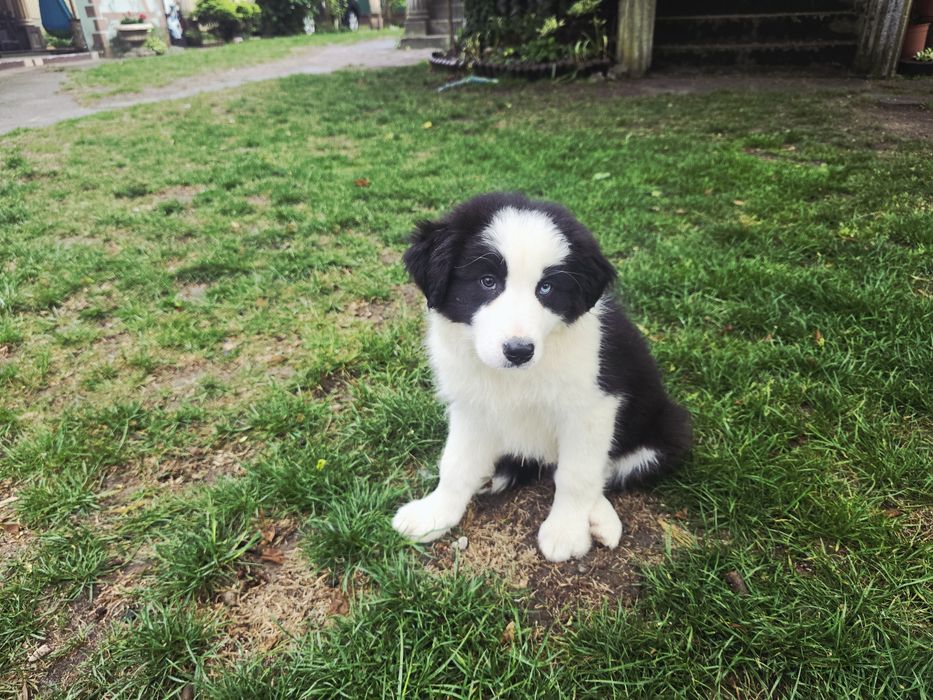 Border Collie ZKwP FCI