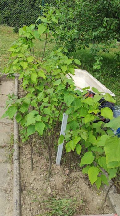 Catalpa- Surmia drzewko