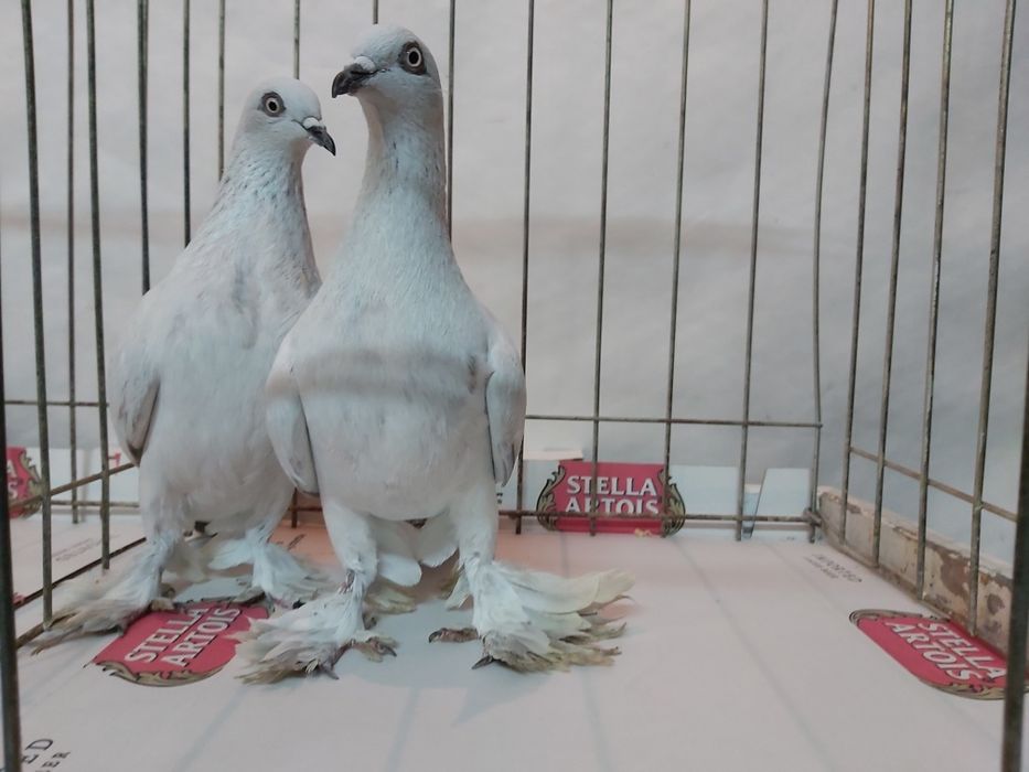 Gołębie Jasne Żałobne Kosmate