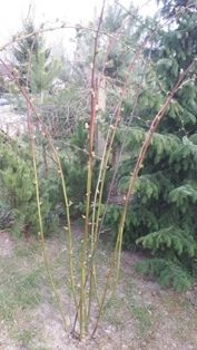 Sadzonki Malina CZARNA bardzo aromatyczna