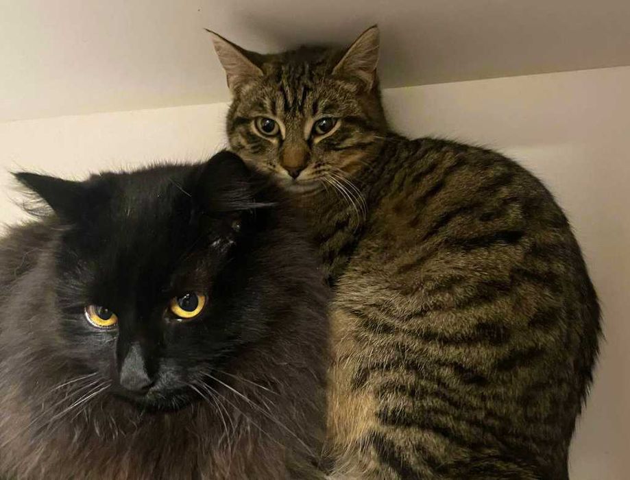 Коти, кошеня! Молодий гарний котик, ласкавий Даня, 10м, чекає на вас!