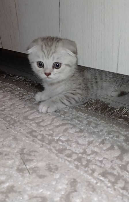 Шотландська страйт фолд котики