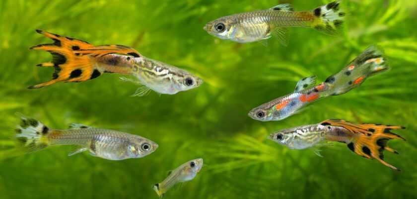 Krewetki crystal red i inne  glupiki mieczyki molinezje slimaki