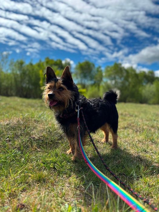 Szorstkowłosy, bystry i żywiołowy terrier Ron