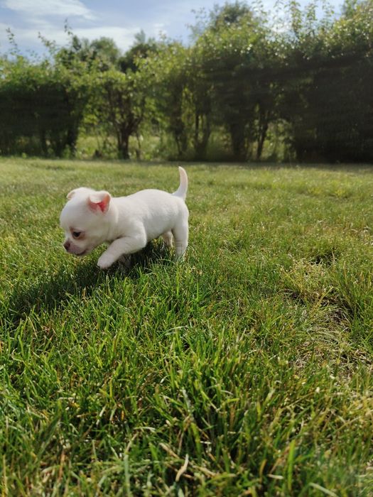 Piesek Chihuahua