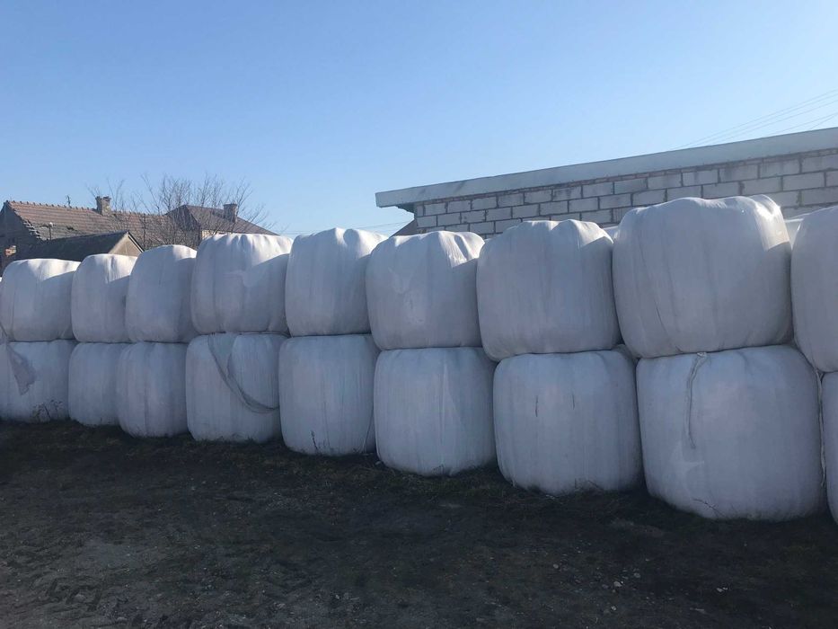 Bele sianokiszonki, sianokiszonka