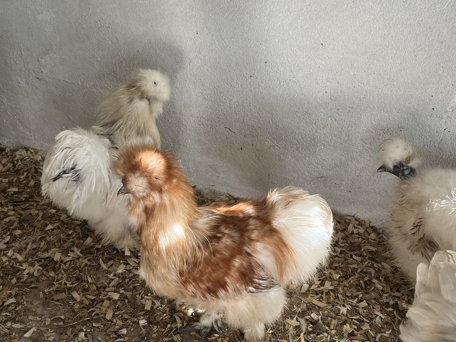 Sedosas do Japao, Paduanas e Holandesas Monuda