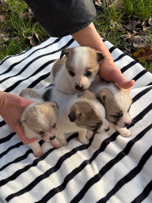 Цуценята в добрі руки