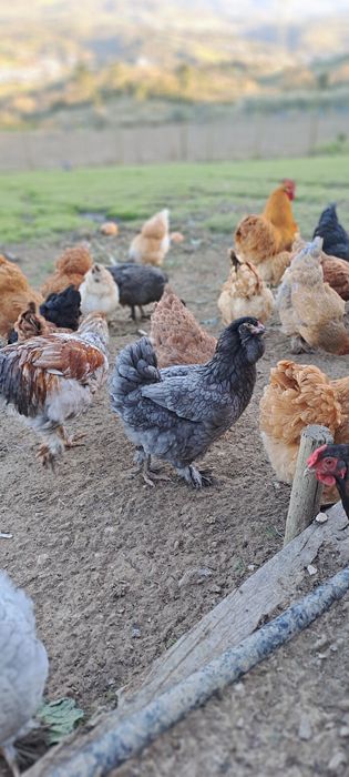 Ovos galados - várias raças cruzadas