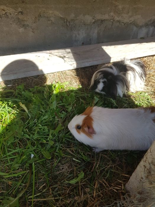 Świnki Morskie z dużą Klatką