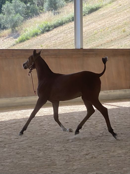 Vendo Poldra PSA, X Star Ben Rita