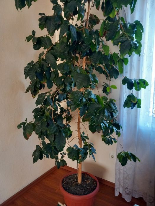 Кавове дерево гарно плодоносить