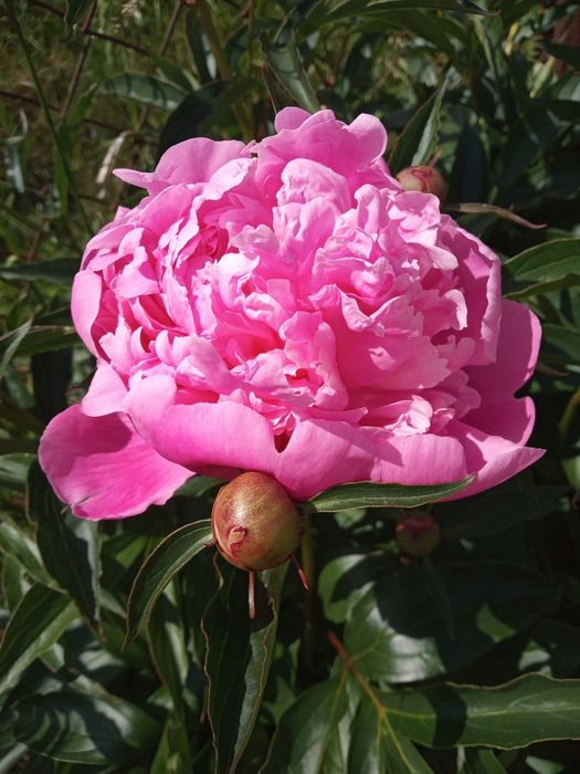 Продам кущики рожевих півонії