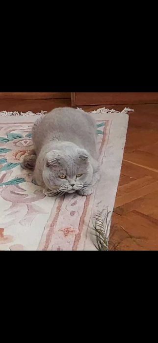 В'язка Кіт шотландський ліловий ( Скотіш фолд) в'язка
