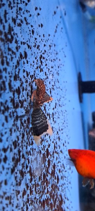 Glonojady ancistrus weloniaste oraz standard