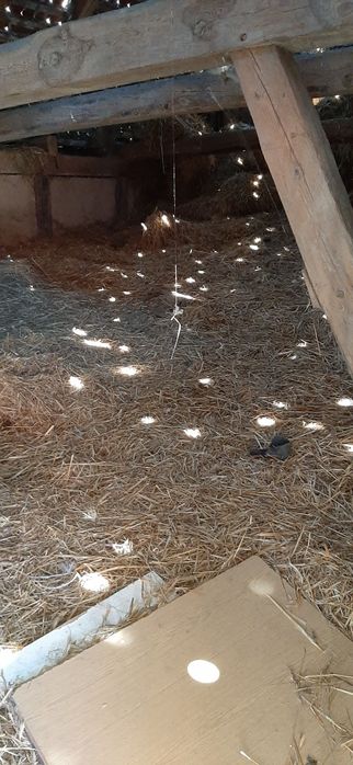 Słoma sucha luzem za darmo duża ilość od ręki