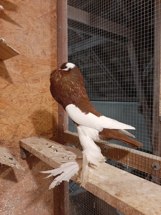 Garłacz garłacze czeski czeskie siodłaty łapciaty