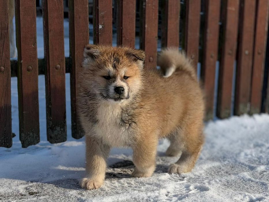 Szczeniaki Akita Inu