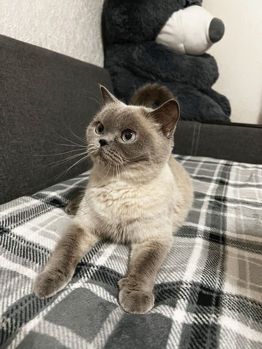 Шотландські кошенята