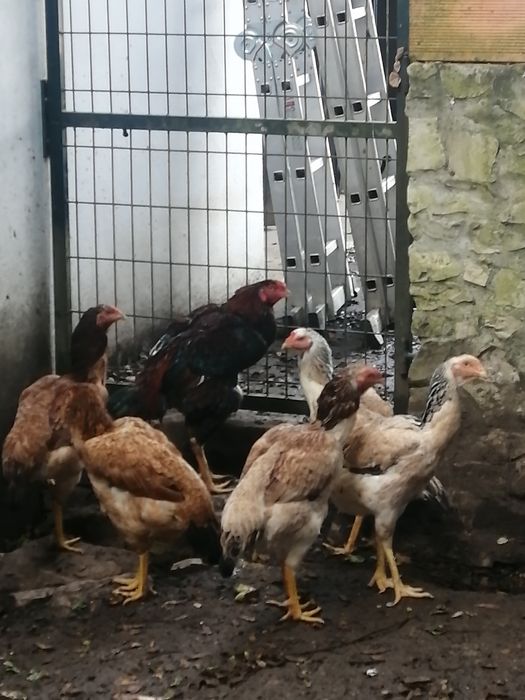 Galinhas de várias espécies