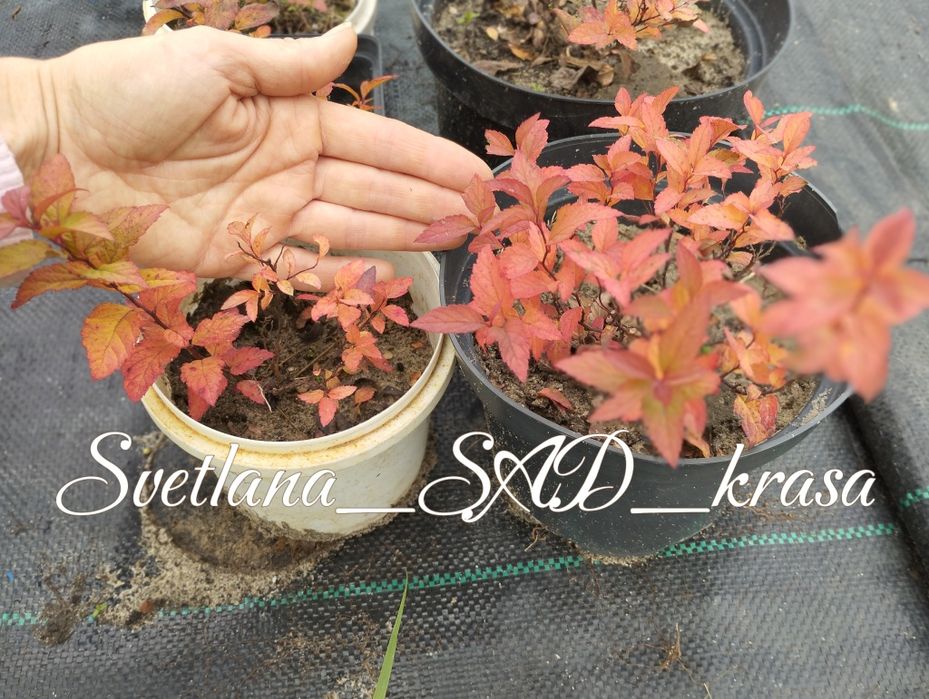 Спірея Голдфлейм, спирея голдфлейм, Gold Flame, ЗКС