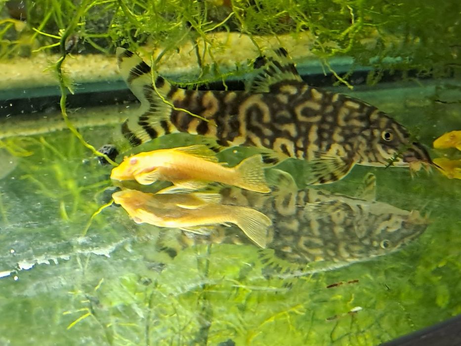 Rybki akwariowe różne