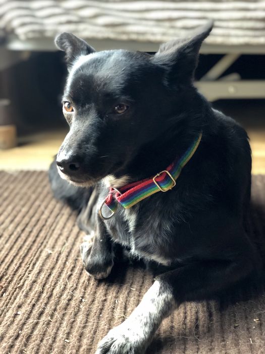 Karmen czeka na najlepszy dom