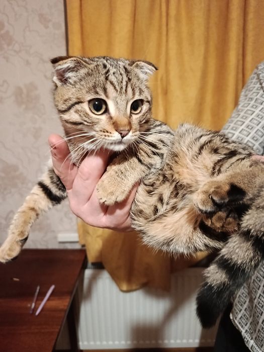 Вислоухие чудо))