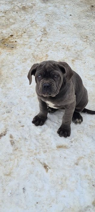 Кане-корсо Дівчинка